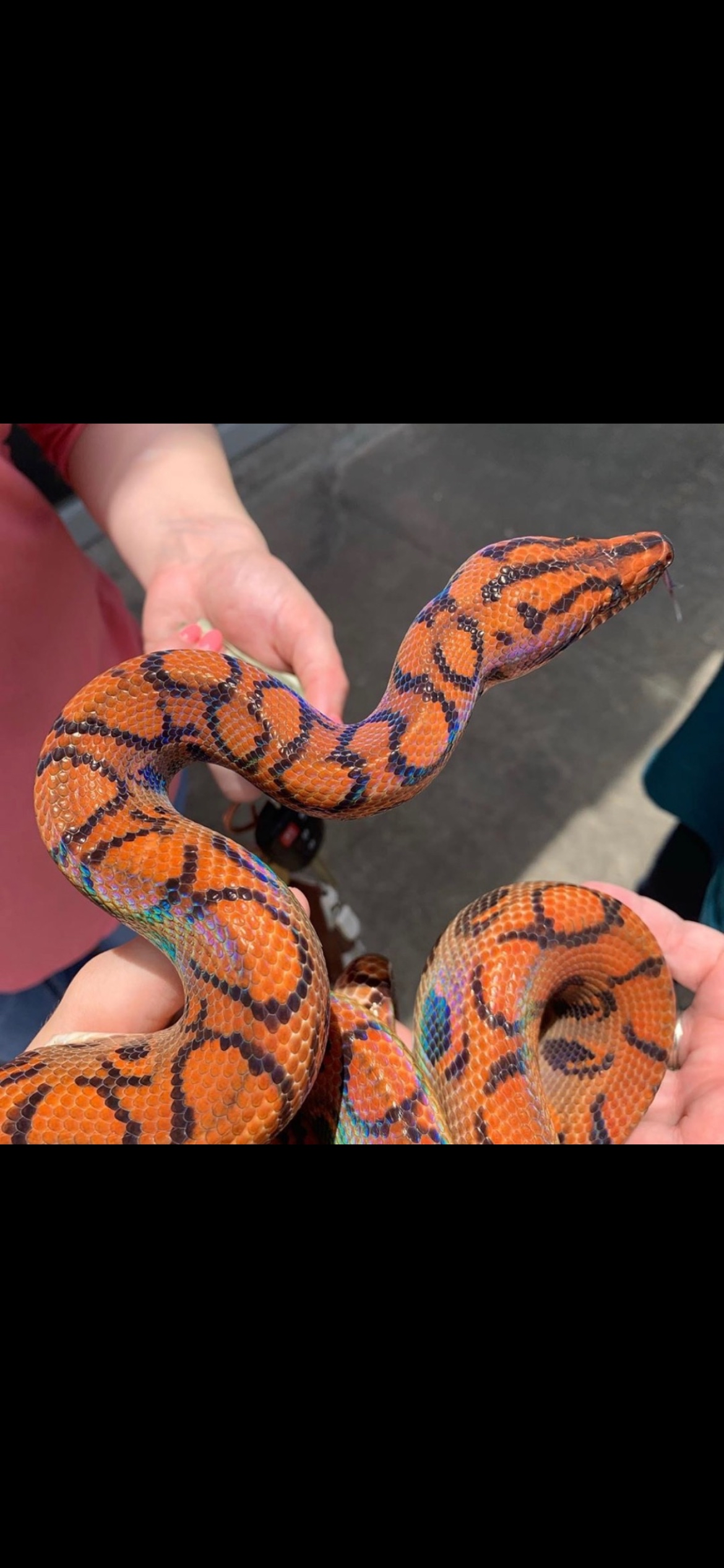 Apollo the Brazilian Rainbow Boa