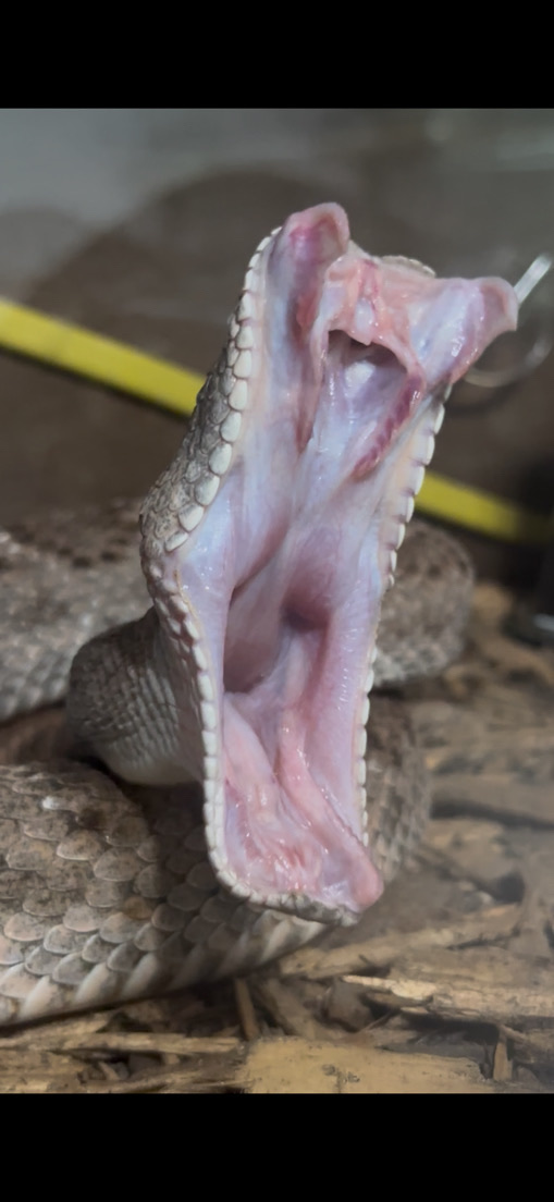 Atlas the Western Diamondback Rattlesnake