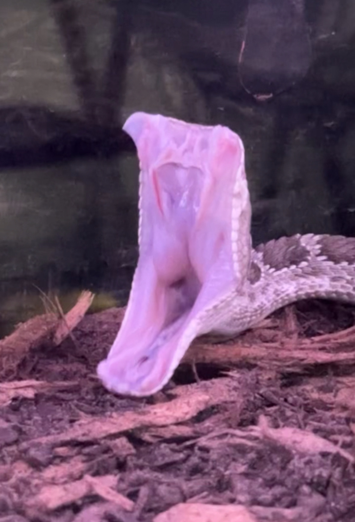 Thanatos the Prairie Rattlesnake