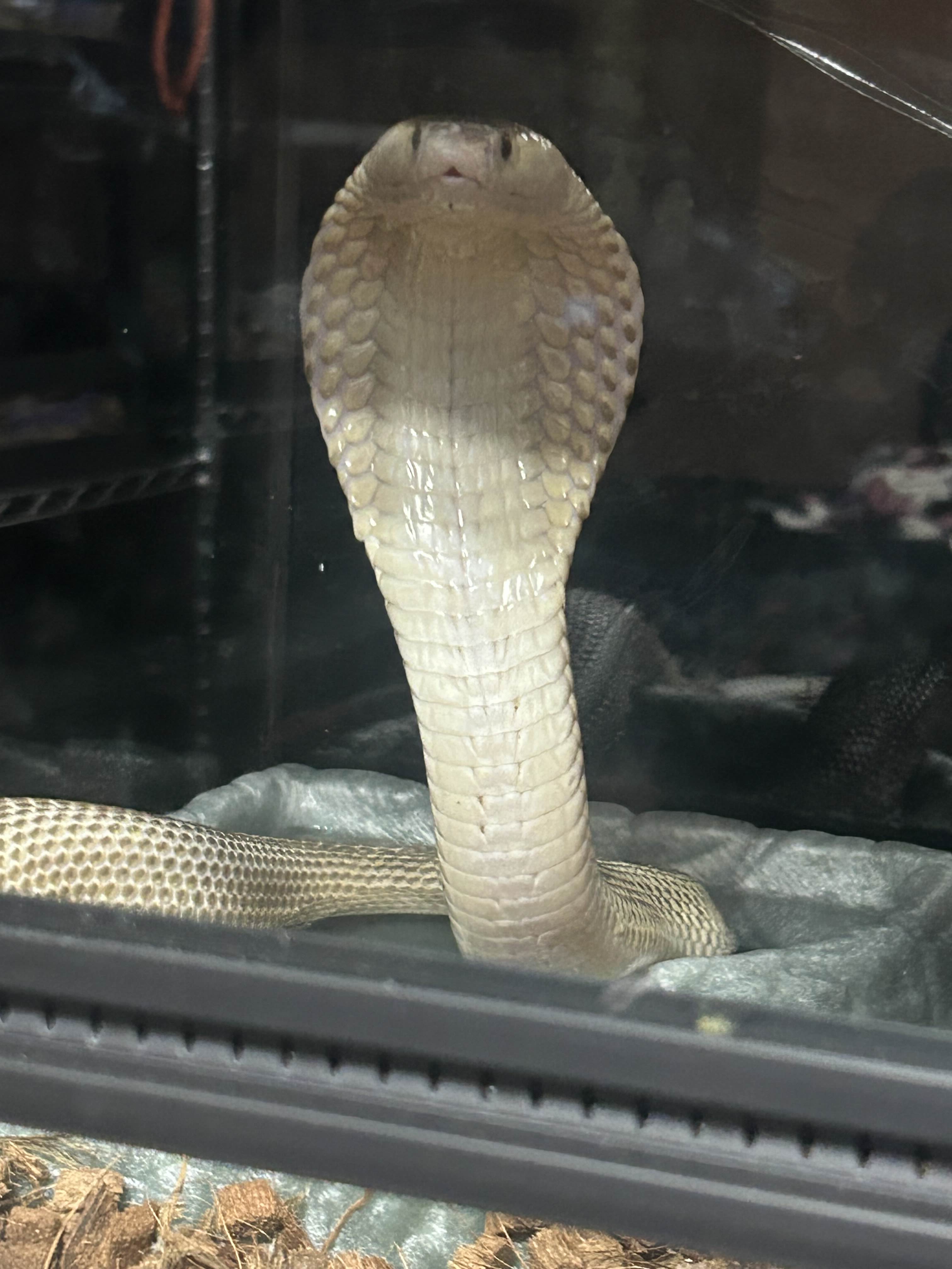 Selene the Monocled Cobra