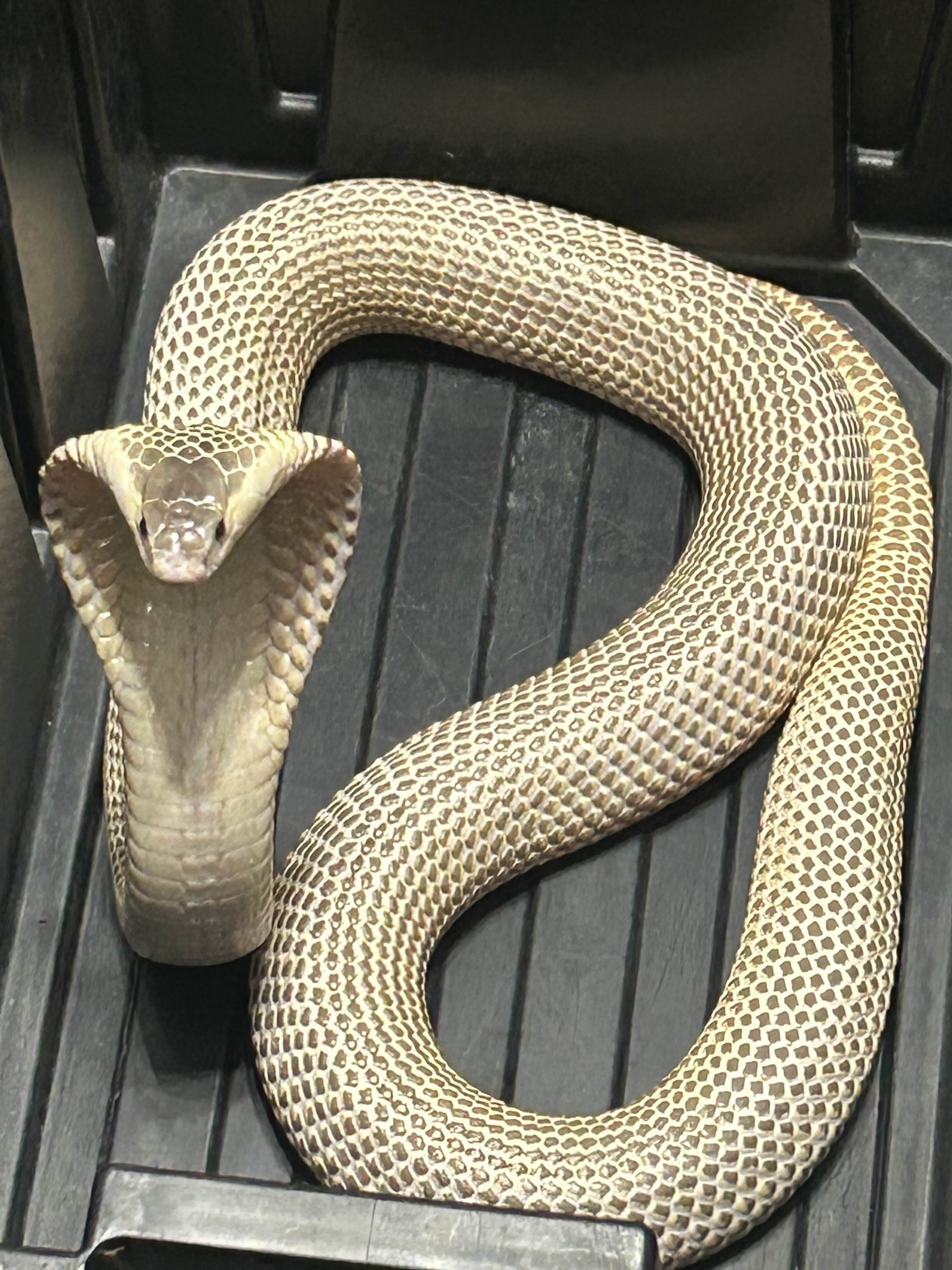 Selene the Monocled Cobra