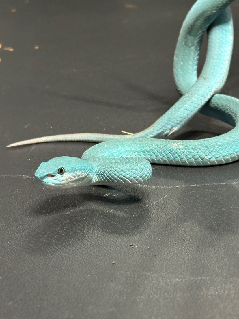 Poseidon the Blue Insularis