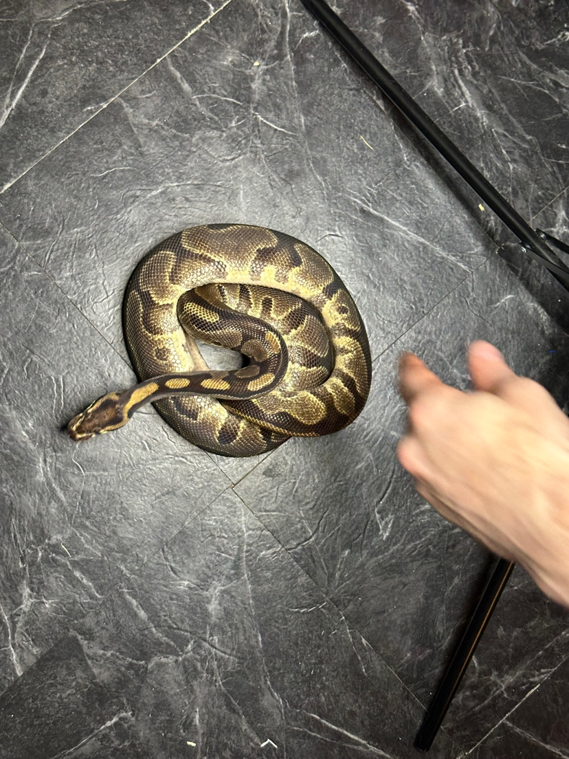 Athena the Ball Python
