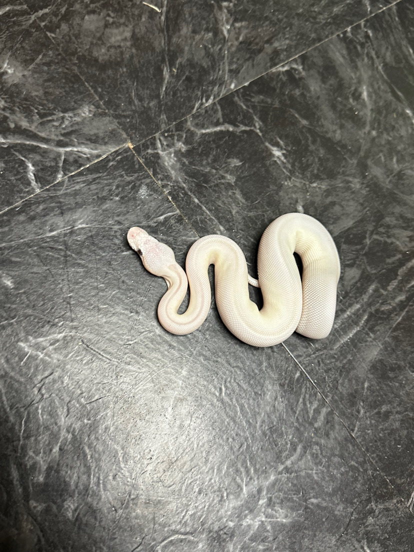 Belle the Ball Python