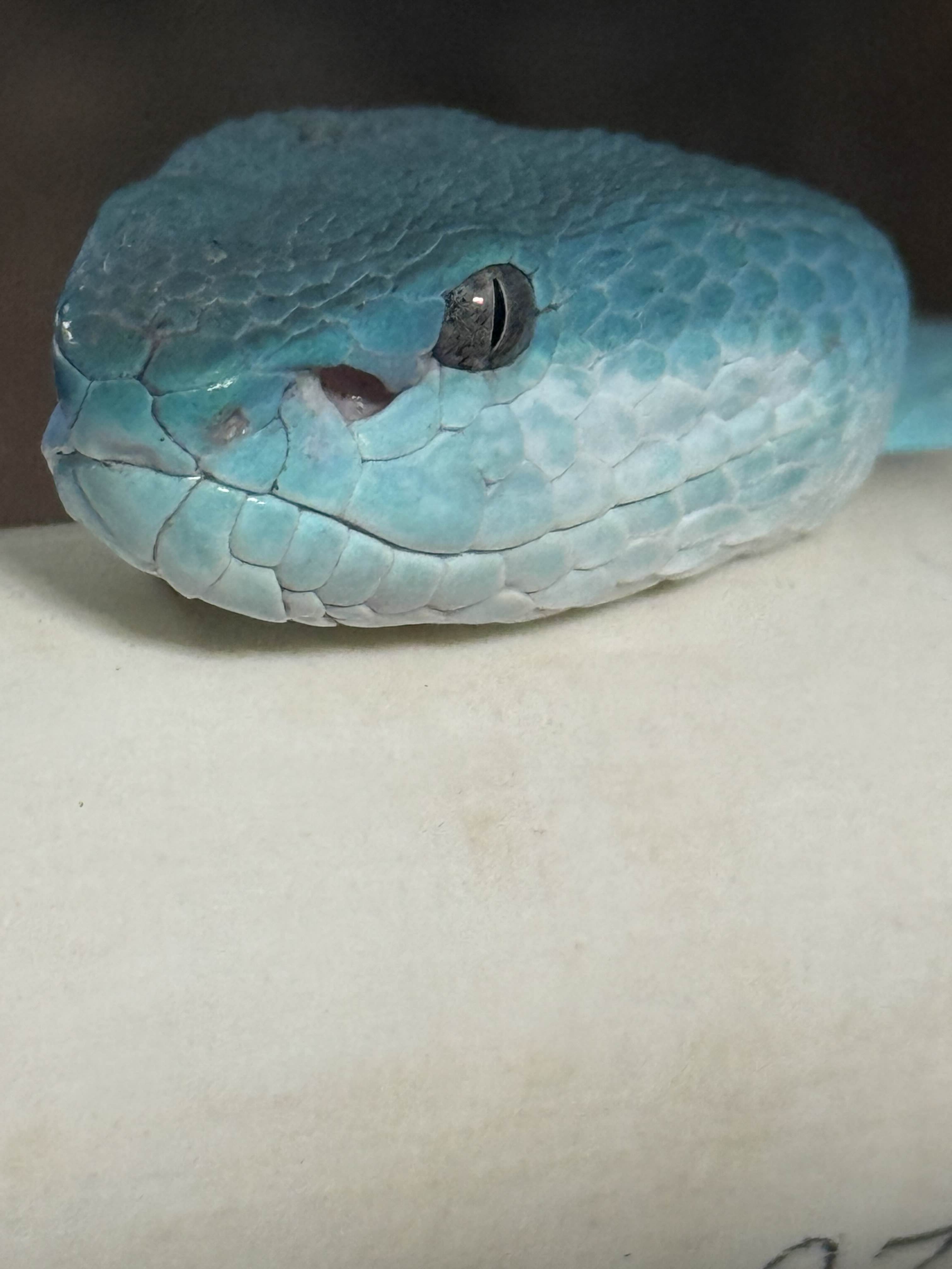 Poseidon the Blue Insularis