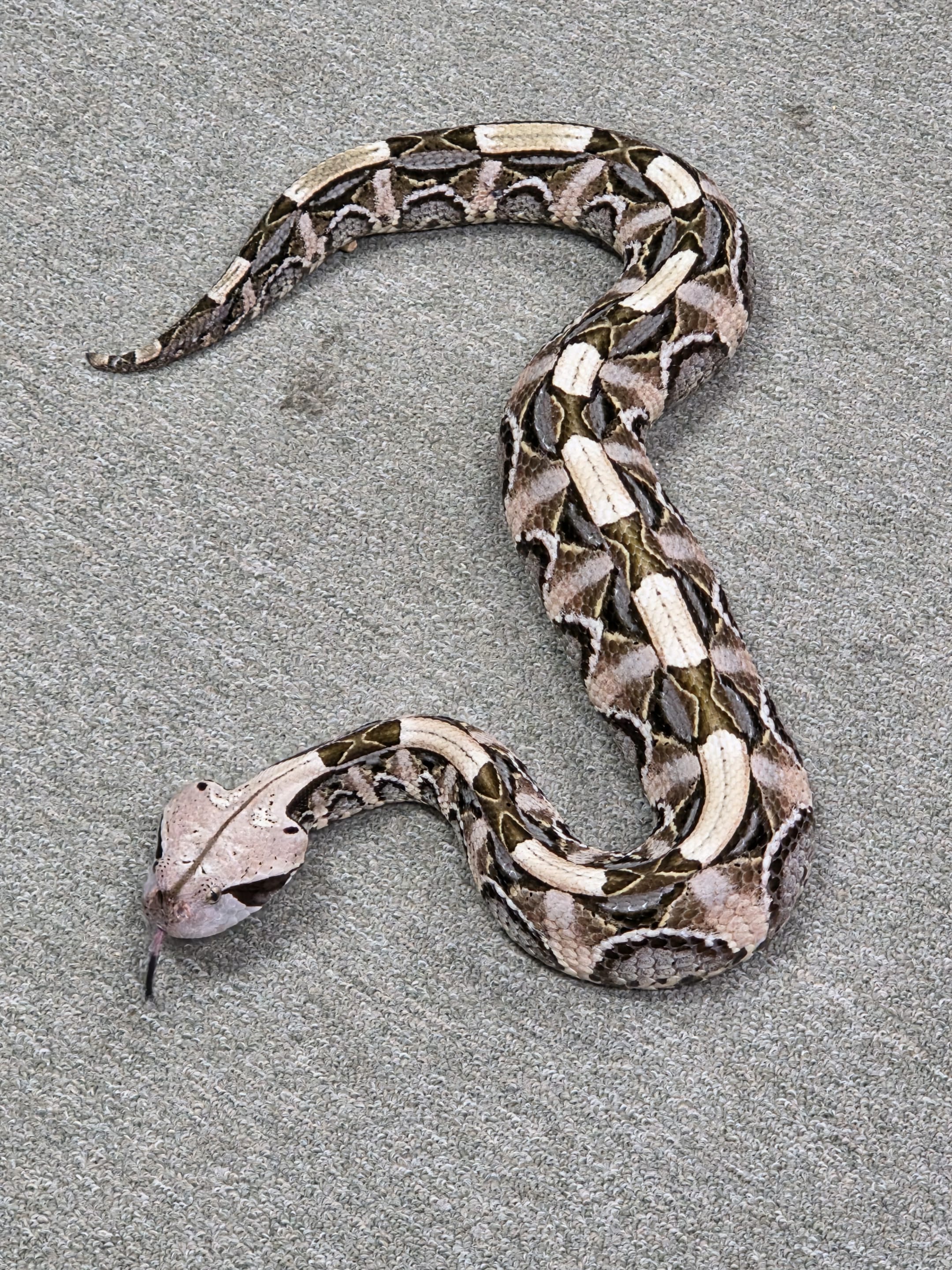 Artemis the Gaboon Viper